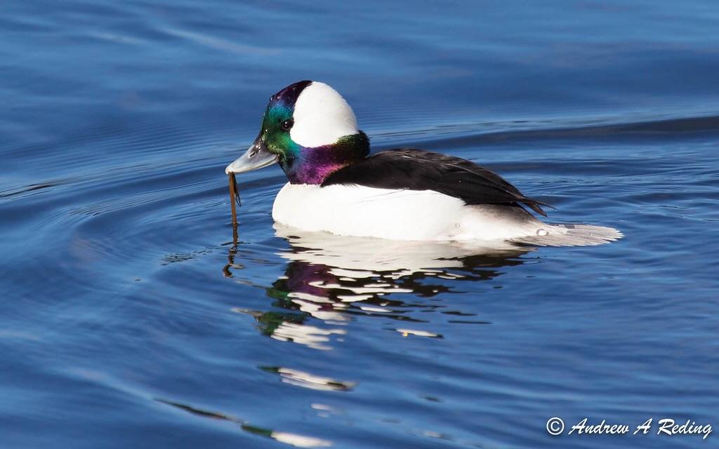bufflehead duck by Andrew Reding is licensed under CC BY-NC-ND 2.0